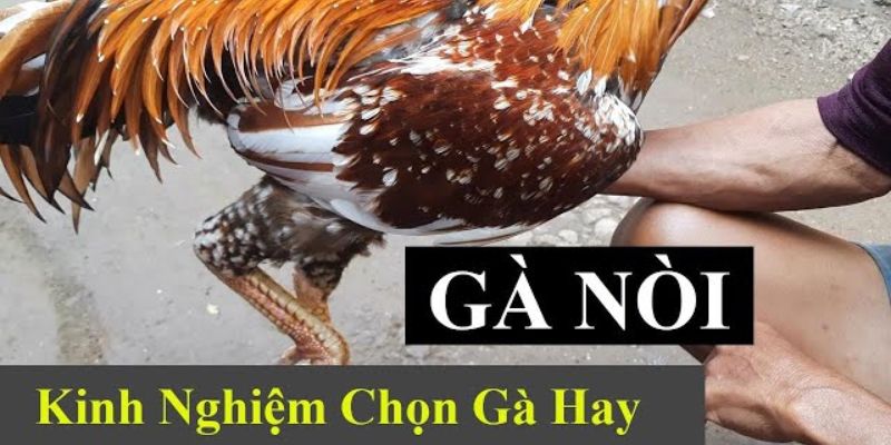 Kinh nghiệm lựa chọn chiến kê tinh anh như thế nào?